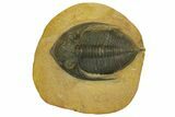 Bargain, Zlichovaspis Trilobite - Atchana, Morocco #137275-5